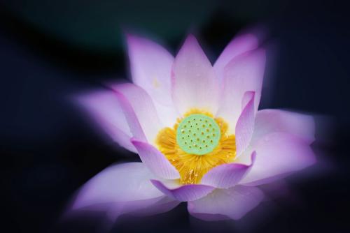到哪里學葡萄牙語好？